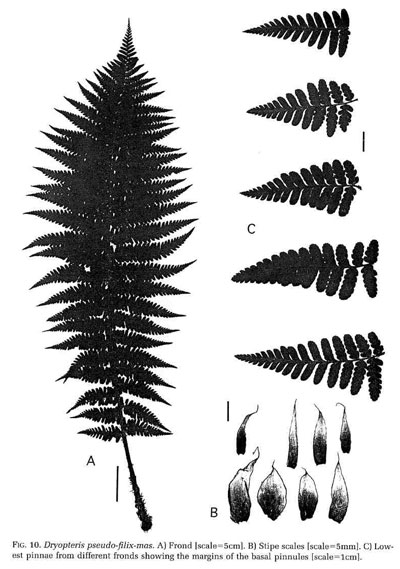Dryopteris pseudo-filix-mas